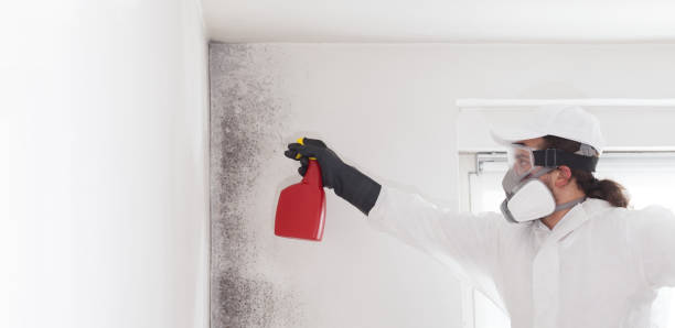 Office Mold Removal Services in Bay Harbor Islands, FL