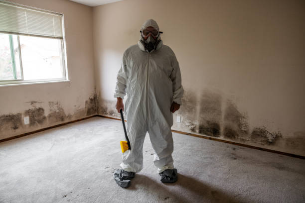 Certified Mold Removal in Bay Harbor Islands, FL